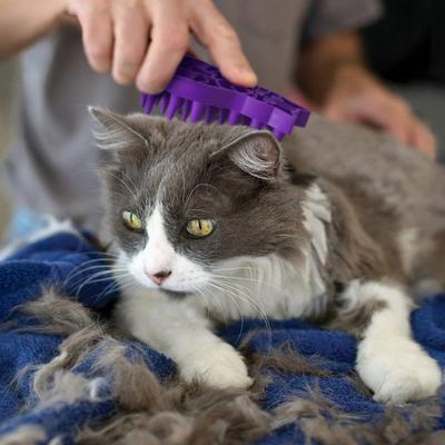 Show full view: KONG Cat ZoomGroom Multi-Use Brush slide 2 of 6
