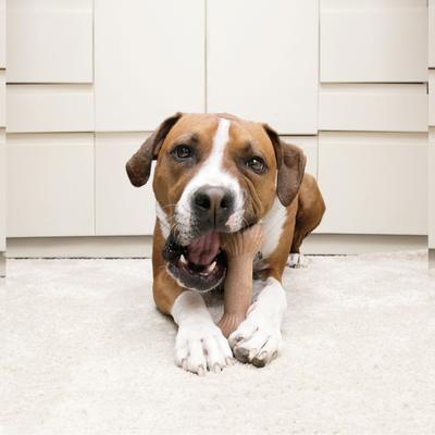 Show full view: KONG ChewStix Ultra Stick Dog Chew Toy, Brown, Large slide 5 of 6