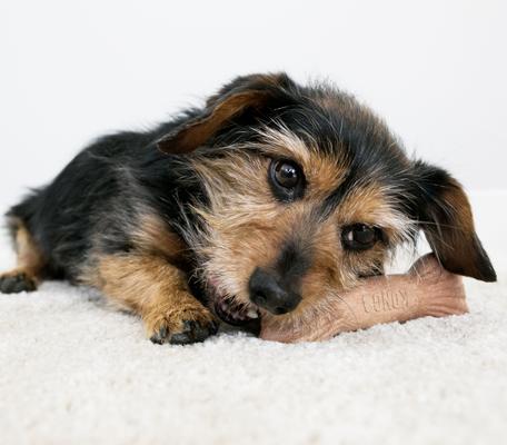 Show full view: KONG ChewStix Ultra Stick Dog Chew Toy, Brown, Medium slide 3 of 4