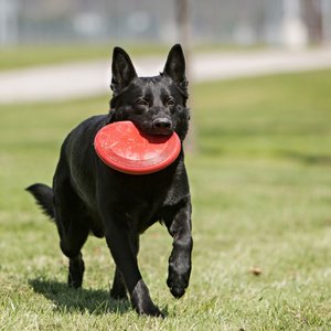 KONG Classic Flyer Dog Toy, Large