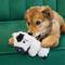 Show in main carousel: KONG Comfort Tykes Cow Tough Squeaky Dog Plush Toy, Black/White, Small slide 3 of 7