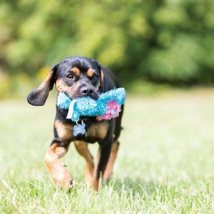 KONG Cozie Ali the Alligator Dog Toy, X-Large