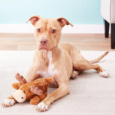 Show full view: KONG Cozie Marvin the Moose Plush Dog Toy, Medium slide 4 of 8