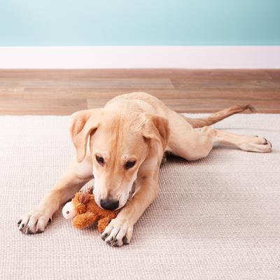 Show full view: KONG Cozie Marvin the Moose Plush Dog Toy, Small slide 4 of 10