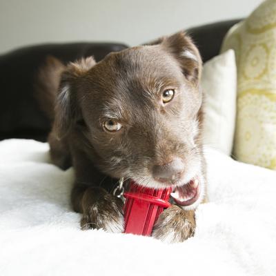 Show full view: KONG Dental Stick Dog Toy, Small slide 3 of 6