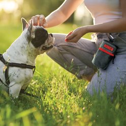 KONG Dog Treat Bag, Red & Black, Small slide 2 of 5