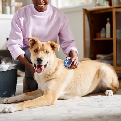 Show full view: KONG Dog ZoomGroom Multi-Use Brush, Boysenberry slide 3 of 7