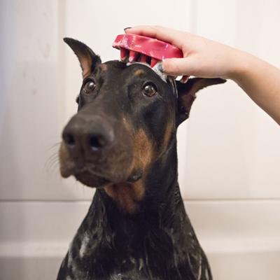 Show full view: KONG Dog ZoomGroom Multi-Use Brush, Raspberry slide 4 of 8