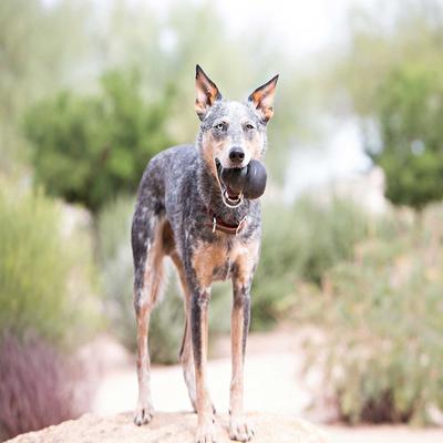 Show full view: KONG Extreme Dog Toy, Large + KONG Stuff'N Peanut Butter Snacks Large Dog Treats, 11-oz slide 5 of 10