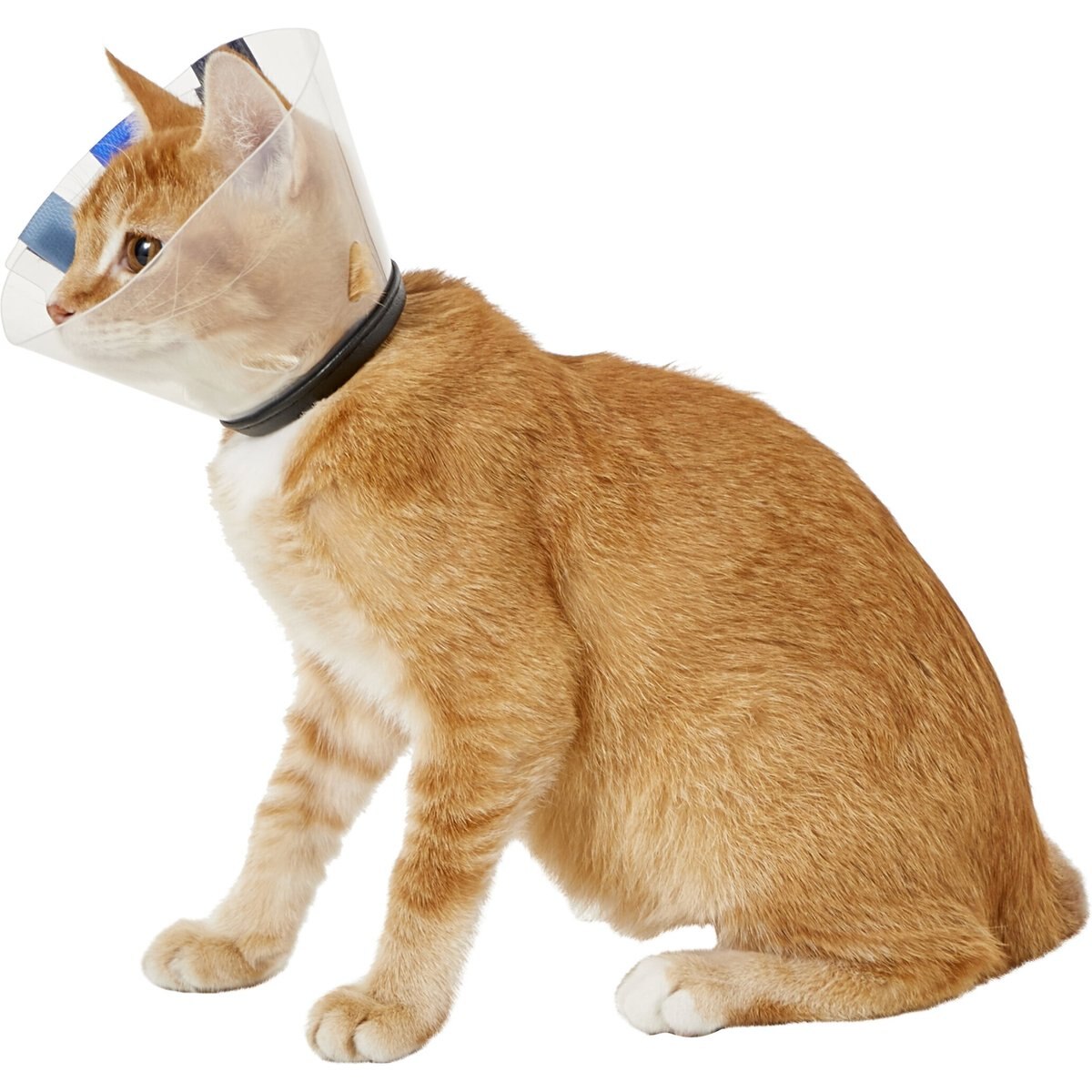 KONG EZ Clear Collar for Dogs & Cats, Small