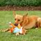 Show in main carousel: KONG Floppy Knots Dog Toy, Fox, Small/Medium slide 3 of 9