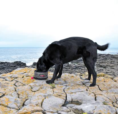 Show full view: KONG Fold-Up Dog Bowl, Red & Black, Small slide 5 of 5