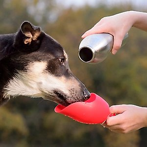 KONG H2O Dog Stainless Steel Bottle, Red, Large