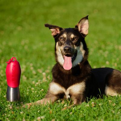 Show full view: KONG H2O Dog Stainless Steel Bottle, Red, Large slide 3 of 5