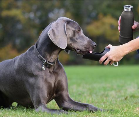 Show full view: KONG H2O K9 UNIT Insulated Stainless Steel Dog Water Bottle & Travel Bowl, Shadow Black, 25-oz slide 2 of 4
