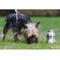 Show in main carousel: KONG H2O Stainless Steel Dog Water Bottle, Black, 9.5-oz slide 2 of 3
