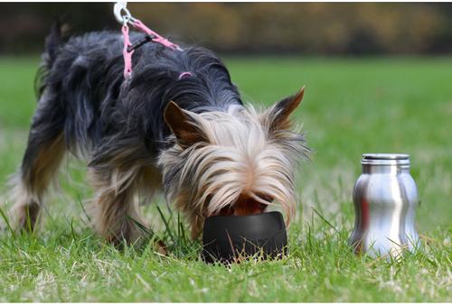 Show full view: KONG H2O Stainless Steel Dog Water Bottle, Black, 9.5-oz slide 2 of 3
