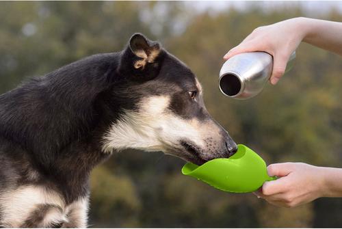 Show full view: KONG H2O Stainless Steel Dog Water Bottle, Green, 25-oz slide 2 of 3