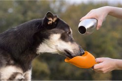 KONG H2O Stainless Steel Dog Water Bottle, Orange, 25-oz slide 2 of 2
