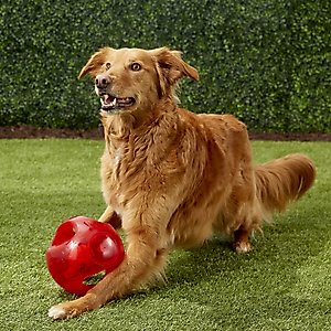 KONG Jumbler Ball Dog Toy, Color Varies, Large/X-Large