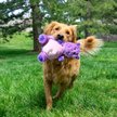 Show in main carousel: KONG Knots Belly Hippo Tough Squeaky Plush Dog Toy, Purple Pink, Medium/Large slide 4 of 4