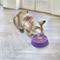 Show in main carousel: KONG Licks Spinz Dog & Cat Treat Dispensers Toy, Purple, Small slide 6 of 6
