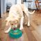 Show in main carousel: KONG Licks Spinz Dog Treat Dispensers Toy, Teal, Large slide 5 of 7