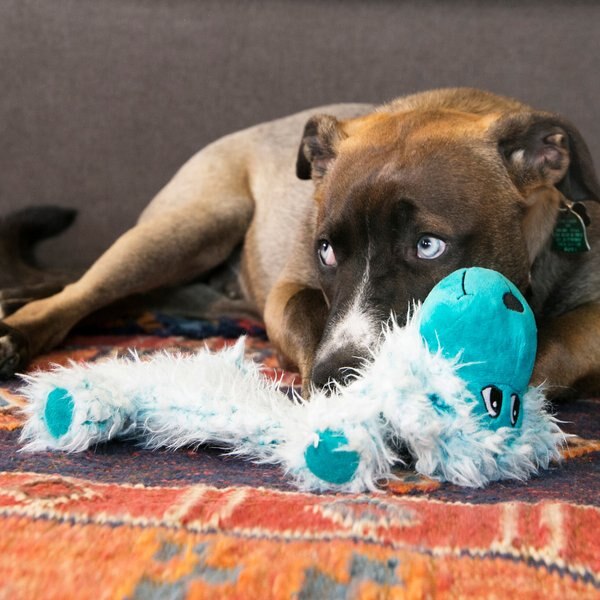 KONG Low Stuff Scruffs Dog Toy, Large