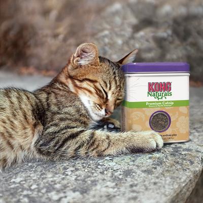 Show full view: KONG Naturals Premium Catnip, 1-oz tin slide 3 of 5