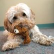 Show in main carousel: KONG Plush Teddy Bear Dog Toy, X-Small slide 2 of 8