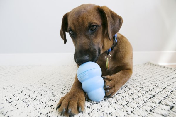 Show full view: KONG Puppy Chew Dog Toy, Blue, Medium slide 3 of 9