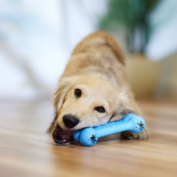 KONG Puppy Goodie Bone Dog Toy, Small, Blue slide 2 of 4
