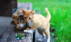 KONG Refillable Turtle Catnip Cat Toy slide 2 of 6