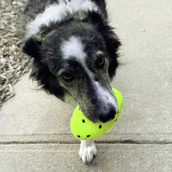 Show full view: KONG Reflex Dog Football, Yellow, Medium/Large slide 4 of 4