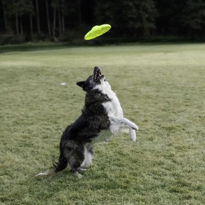 Show full view: KONG Reflex Glide Flyer Dog Flying Disc Toy, Yellow slide 5 of 6