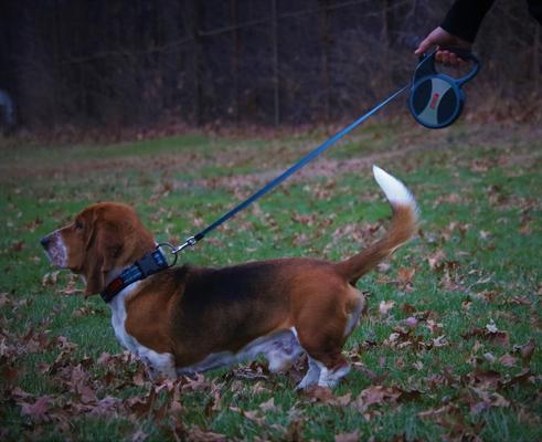Show full view: KONG Retractable Explore Reflective Retractable Dog Leash, Blue, Large: 24-ft long, 0.6-in wide slide 3 of 7