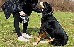 KONG Retractable Explore Reflective Retractable Dog Leash, Grey, Large: 24-ft long, 0.6-in wide slide 2 of 4