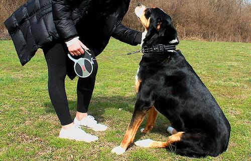 Show full view: KONG Retractable Explore Reflective Retractable Dog Leash, Grey, Large: 24-ft long, 0.6-in wide slide 2 of 5