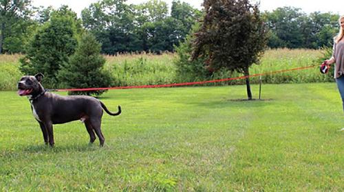 Show full view: KONG Retractable Explore Reflective Retractable Dog Leash, Red, Large: 24-ft long, 0.6-in wide slide 2 of 6