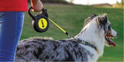 KONG Retractable Reflect Reflective Retractable Dog Leash, Black, Medium: 16-ft long, 7/16-in wide slide 2 of 5