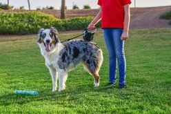 KONG Retractable Terrain Nylon Reflective Retractable Dog Leash, Black, Small: 16-ft long, 3/8-in wide slide 2 of 5