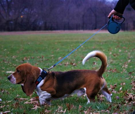 Show full view: KONG Retractable Terrain Nylon Reflective Retractable Dog Leash, Blue, Small: 16-ft long, 3/8-in wide slide 2 of 6