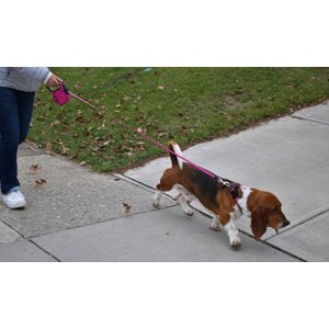 KONG Retractable Terrain Nylon Reflective Retractable Dog Leash, Fuchsia, Large: 16-ft long, 1/2-in wide