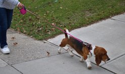 KONG Retractable Terrain Nylon Reflective Retractable Dog Leash, Fuchsia, Small: 16-ft long, 3/8-in wide slide 2 of 5