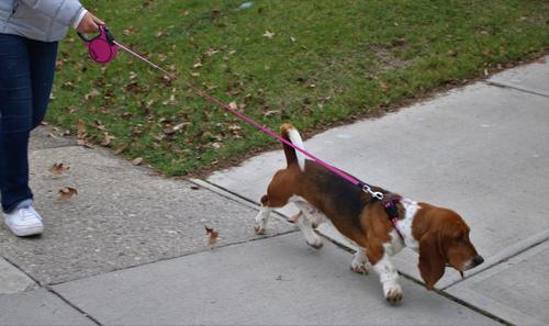 Show full view: KONG Retractable Terrain Nylon Reflective Retractable Dog Leash, Fuchsia, Small: 16-ft long, 3/8-in wide slide 2 of 6