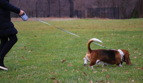 Show full view: KONG Retractable Terrain Nylon Reflective Retractable Dog Leash, Grey, Large: 16-ft long, 1/2-in wide slide 3 of 7
