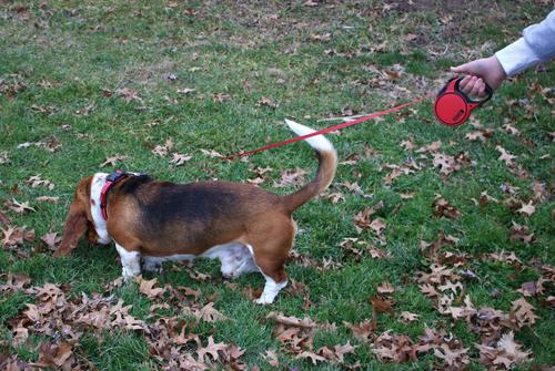 Show full view: KONG Retractable Terrain Nylon Reflective Retractable Dog Leash, Red, Medium: 16-ft long, 7/16-in wide slide 2 of 6
