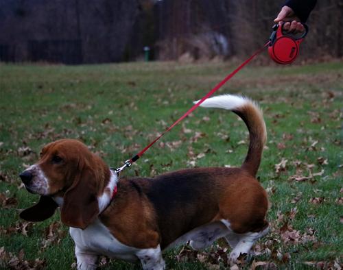 Show full view: KONG Retractable Terrain Nylon Reflective Retractable Dog Leash, Red, X-Small: 10-ft long, 3/8-in wide slide 3 of 7