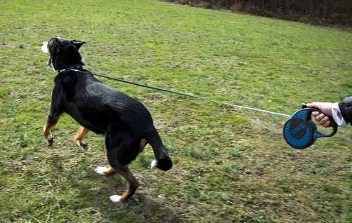 Show full view: KONG Retractable Ultimate Reflective Retractable Dog Leash, Blue, X-Large: 16-ft long, 0.6-in wide slide 2 of 6