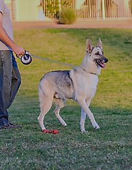 KONG Retractable Ultimate Reflective Retractable Dog Leash, Grey, X-Large: 16-ft long, 0.6-in wide slide 2 of 5